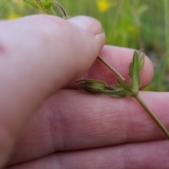 Goodenia paradoxa at Bungendore, NSW - 18 Nov 2022