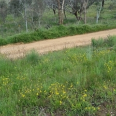 Goodenia paradoxa at Bungendore, NSW - 18 Nov 2022 06:06 PM