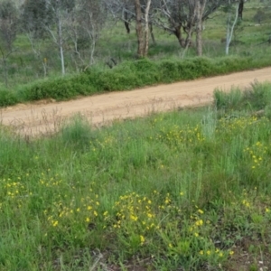 Goodenia paradoxa at Bungendore, NSW - 18 Nov 2022