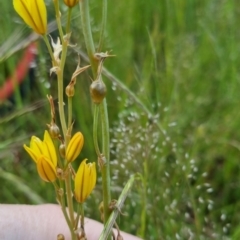 Bulbine bulbosa (Golden Lily, Bulbine Lily) at Bungendore, NSW - 18 Nov 2022 by clarehoneydove