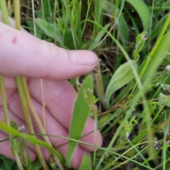 Bulbine bulbosa at Bungendore, NSW - 18 Nov 2022