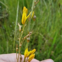 Bulbine bulbosa at Bungendore, NSW - 18 Nov 2022