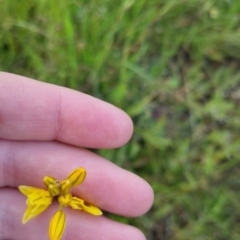 Bulbine bulbosa at Bungendore, NSW - 18 Nov 2022