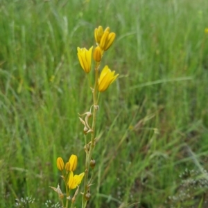 Bulbine bulbosa at Bungendore, NSW - 18 Nov 2022