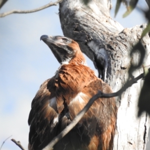 Aquila audax at Kambah, ACT - 18 Nov 2022