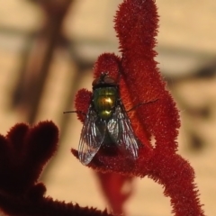 Unverified True fly (Diptera) at Wanniassa, ACT - 18 Nov 2022 by JohnBundock