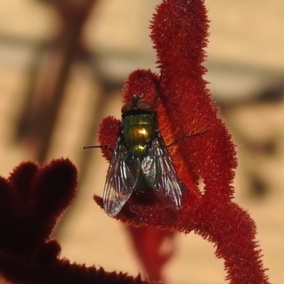 Unverified True fly (Diptera) at Wanniassa, ACT - 18 Nov 2022 by JohnBundock