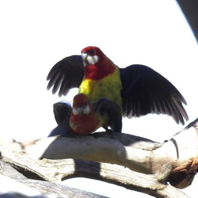 Platycercus eximius (Eastern Rosella) at Kambah, ACT - 18 Nov 2022 by HelenCross