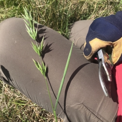 Bromus hordeaceus (A Soft Brome) at Griffith, ACT - 19 Nov 2022 by ianandlibby1