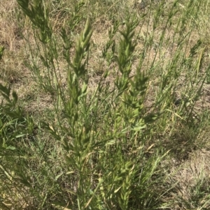 Bromus hordeaceus at Griffith, ACT - 19 Nov 2022