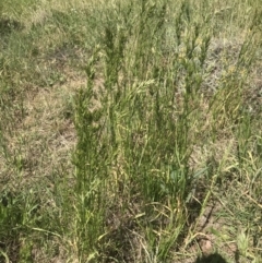 Bromus hordeaceus at Griffith, ACT - 19 Nov 2022