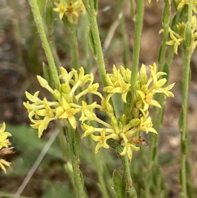 Pimelea curviflora (Curved Rice-flower) at Kowen, ACT - 18 Nov 2022 by Komidar