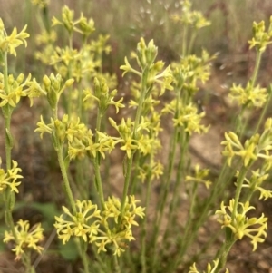 Pimelea curviflora at Kowen, ACT - 19 Nov 2022