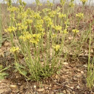 Pimelea curviflora at Kowen, ACT - 19 Nov 2022