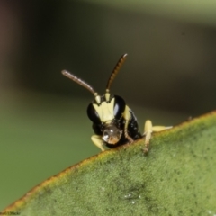 Hylaeus (Gnathoprosopis) euxanthus (Plasterer bee) at Macgregor, ACT - 18 Nov 2022 by Roger