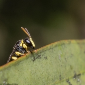 Hylaeus (Gnathoprosopis) euxanthus at Macgregor, ACT - 18 Nov 2022