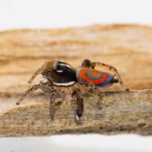 Maratus pavonis at Jerrabomberra, NSW - 18 Nov 2022