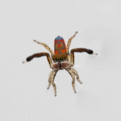 Maratus pavonis at Jerrabomberra, NSW - 18 Nov 2022