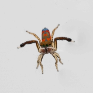 Maratus pavonis at Jerrabomberra, NSW - 18 Nov 2022