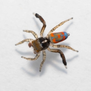 Maratus pavonis at Jerrabomberra, NSW - 18 Nov 2022