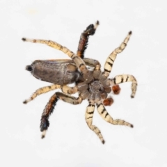 Maratus pavonis at Jerrabomberra, NSW - 18 Nov 2022