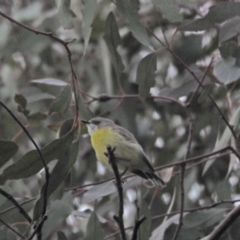 Gerygone olivacea (White-throated Gerygone) at Coree, ACT - 19 Nov 2022 by wombey