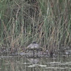 Tachybaptus novaehollandiae (Australasian Grebe) at Strathnairn, ACT - 19 Nov 2022 by wombey