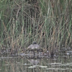 Tachybaptus novaehollandiae (Australasian Grebe) at Strathnairn, ACT - 18 Nov 2022 by wombey