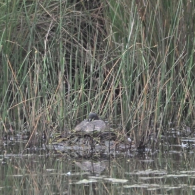 Tachybaptus novaehollandiae (Australasian Grebe) at Strathnairn, ACT - 19 Nov 2022 by wombey