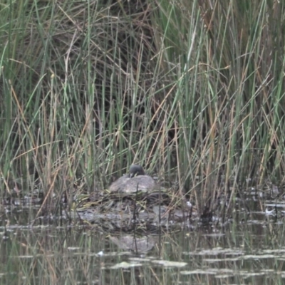 Tachybaptus novaehollandiae (Australasian Grebe) at Woodstock Nature Reserve - 18 Nov 2022 by wombey