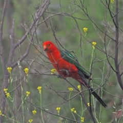 Alisterus scapularis (Australian King-Parrot) at Woodstock Nature Reserve - 18 Nov 2022 by wombey