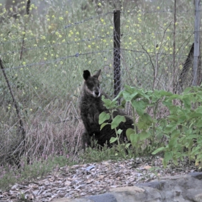 Wallabia bicolor (Swamp Wallaby) at Woodstock Nature Reserve - 18 Nov 2022 by wombey