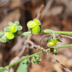 Cynoglossum australe (Australian Forget-me-not) at Isaacs, ACT - 19 Nov 2022 by Mike