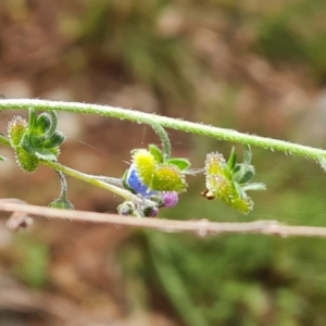 Cynoglossum australe at Isaacs, ACT - 19 Nov 2022 12:09 PM