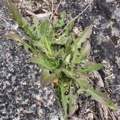 Hypochaeris radicata (Cat's Ear, Flatweed) at Mount Clear, ACT - 19 Nov 2022 by MattM