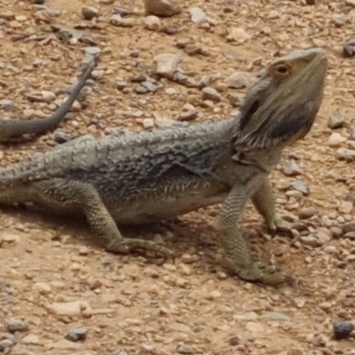 Pogona barbata (Eastern Bearded Dragon) at Bungendore, NSW - 19 Nov 2022 by clarehoneydove