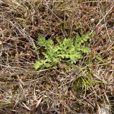 Leptinella filicula (Mountain Cotula) at Mount Clear, ACT - 19 Nov 2022 by MattM