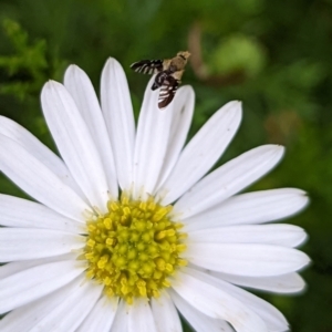 Tephritidae sp. (family) at Watson, ACT - 18 Nov 2022