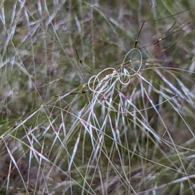 Austrostipa scabra (Corkscrew Grass, Slender Speargrass) at Watson, ACT - 10 Nov 2022 by AniseStar