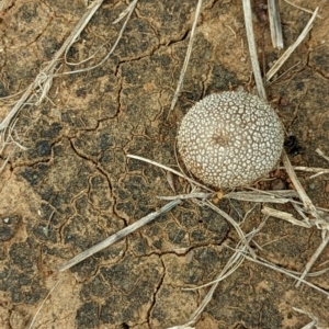 zz puffball at Watson, ACT - 6 Nov 2022 05:13 PM