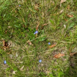 Wahlenbergia multicaulis at Watson, ACT - 6 Nov 2022 02:08 PM