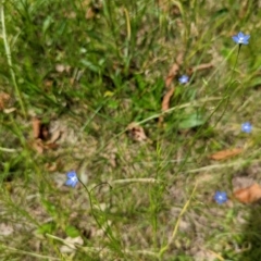 Wahlenbergia multicaulis at Watson, ACT - 6 Nov 2022 02:08 PM