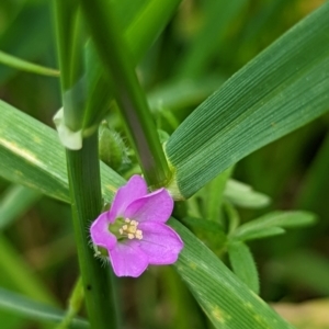 Geranium retrorsum at Watson, ACT - 5 Nov 2022