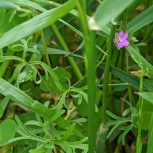 Geranium retrorsum at Watson, ACT - 5 Nov 2022