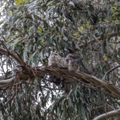 Podargus strigoides (Tawny Frogmouth) at Watson, ACT - 5 Nov 2022 by AniseStar