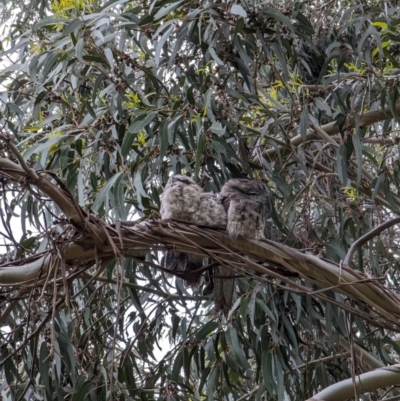 Podargus strigoides (Tawny Frogmouth) at Watson, ACT - 5 Nov 2022 by AniseStar