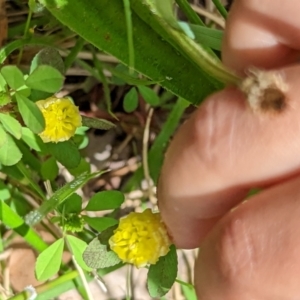 Trifolium campestre at Watson, ACT - 6 Nov 2022 02:00 PM