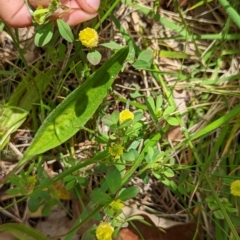 Trifolium campestre at Watson, ACT - 6 Nov 2022 02:00 PM