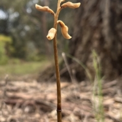 Gastrodia sesamoides (Cinnamon Bells) at Acton, ACT - 18 Nov 2022 by chromo