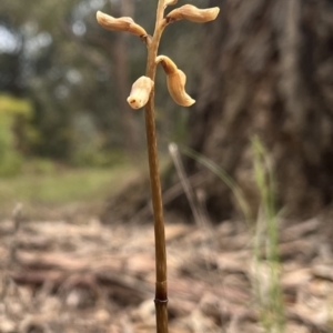 Gastrodia sesamoides at Acton, ACT - suppressed